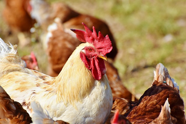 7 Indonesia tìm cách xuất khẩu gà sang Singapore  mới nhất