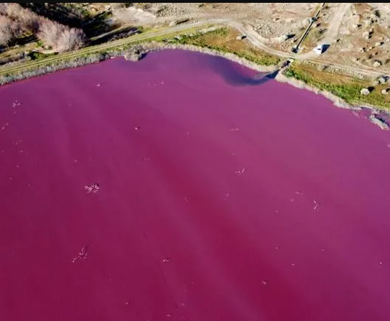 Pink Pollution Hồ nước ở Argentina bất ngờ chuyển màu hồng :: Việt Anh Song Ngữ ...